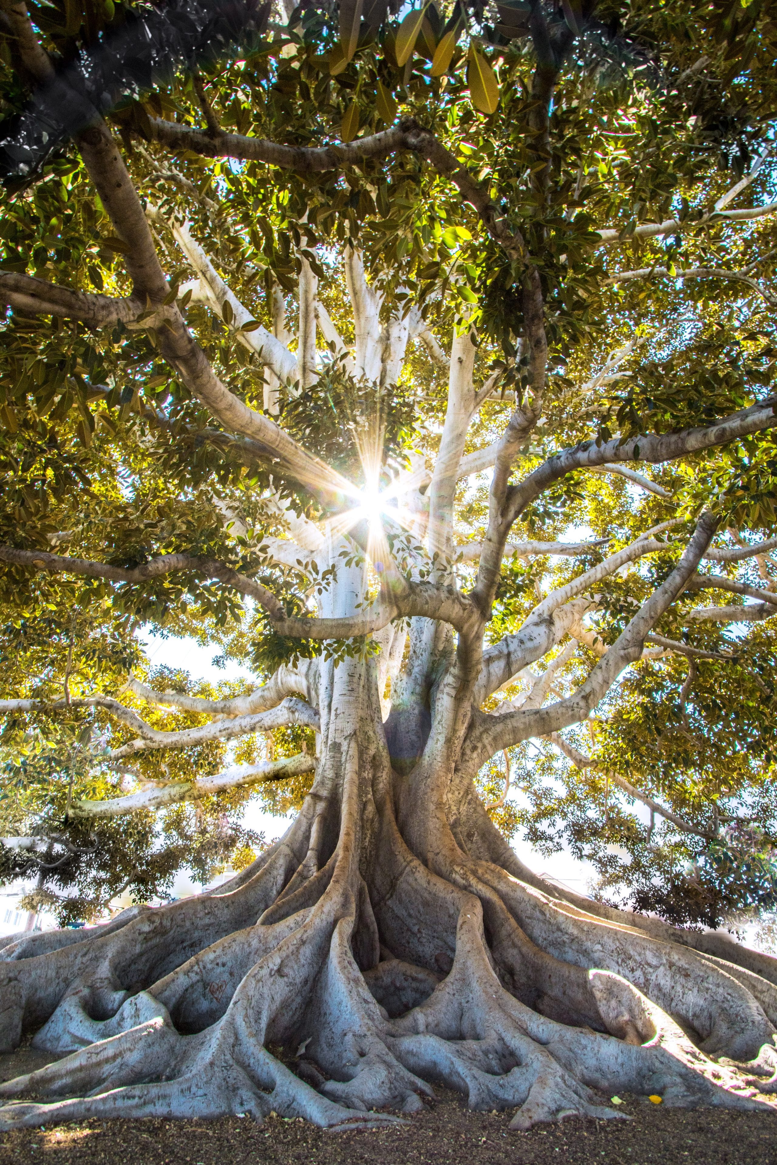 The Root of a Rich Relationship with God The Navigators
