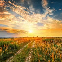 Unshakeable Joy | Doug Nuenke | Summer sunset landscape with a dirt road through a field.