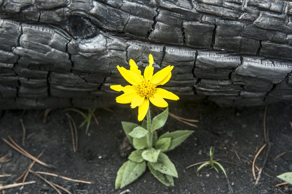 Orientation, Disorientation, Reorientation | The Navigators | A yellow wildflower grows in the ashes after a forest fire.