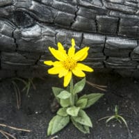 Orientation, Disorientation, Reorientation | The Navigators | A yellow wildflower grows in the ashes after a forest fire.