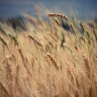 Life to Life Revolution | Doug Nuenke | Wheat blowing in the wind in a field
