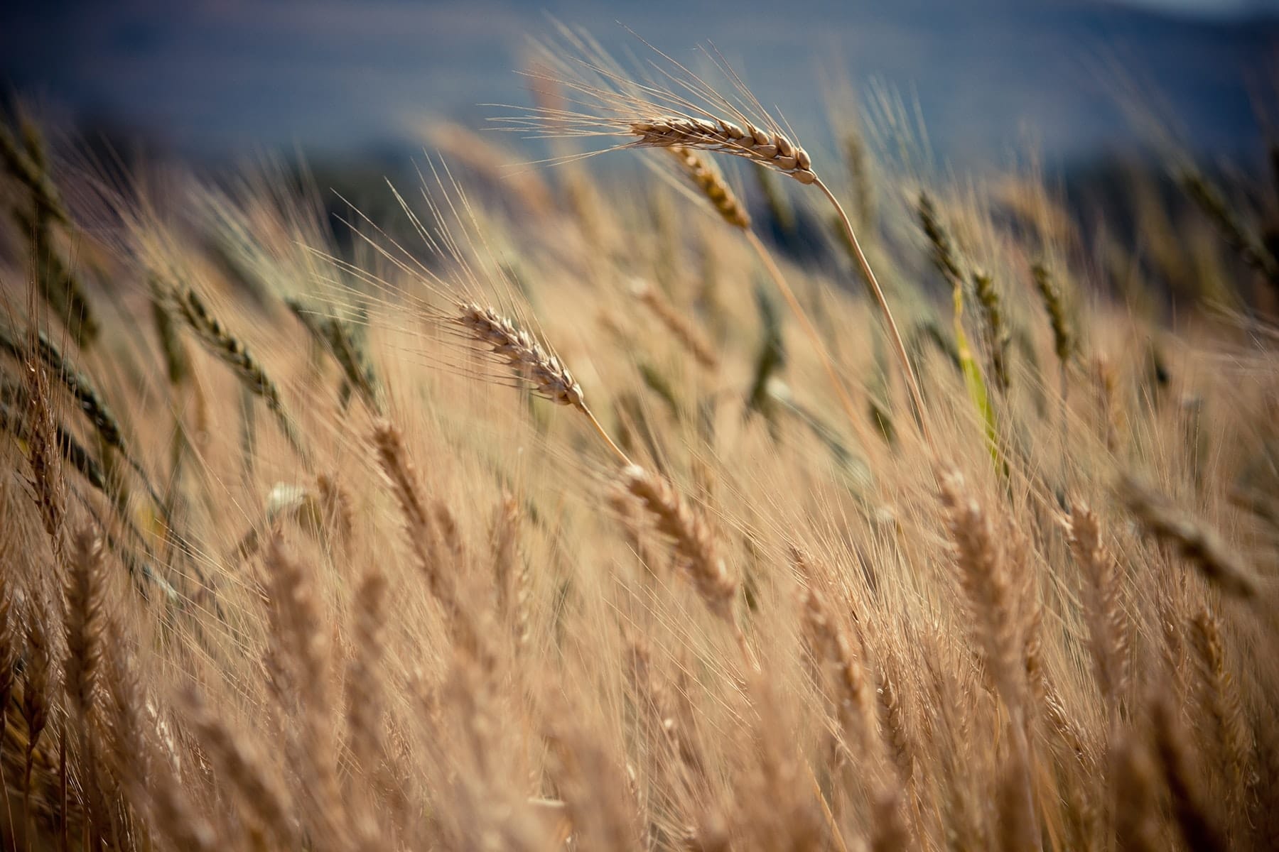 Life to Life Revolution | Doug Nuenke | Wheat blowing in the wind in a field