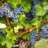Abiding Together | Navigators Bible Study Resource | Lush Wine Grapes Clusters Hanging On The Vine
