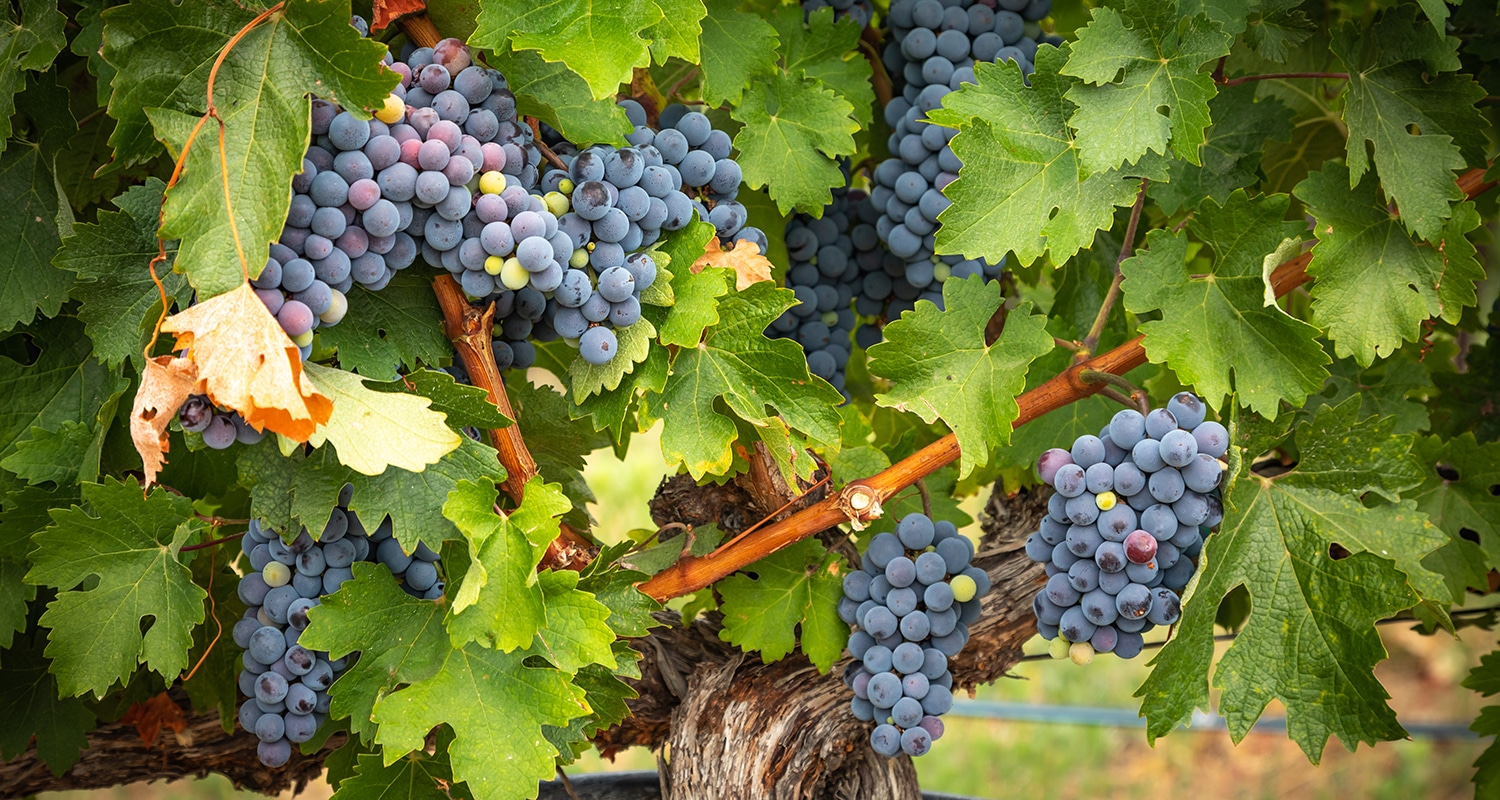 Abiding Together | Navigators Bible Study Resource | Lush Wine Grapes Clusters Hanging On The Vine